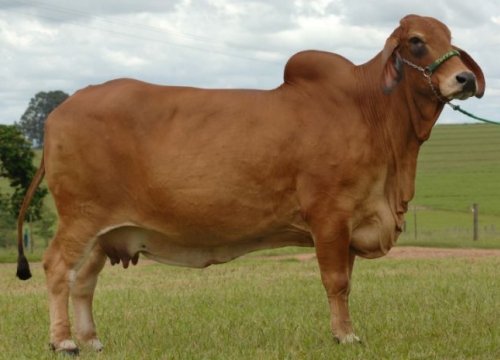 Brahman