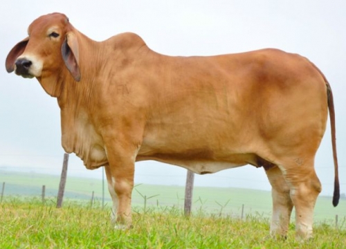 Brahman